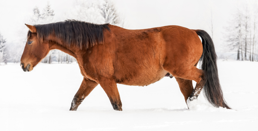 clanek 6 - kun stres 2